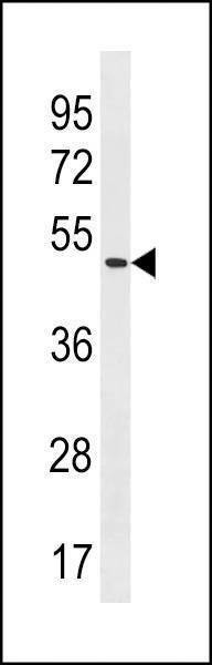 Anti-POLE2 (C-term) Antibody