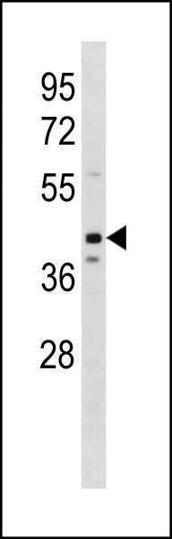 Anti-OLFM3 (N-term) Antibody