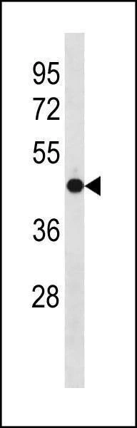 Anti-OLFM3 (N-term) Antibody