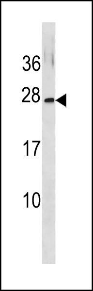 Anti-GINS3 (C-term) Antibody