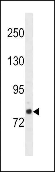 Anti-GOLGA6L2 (N-term) Antibody