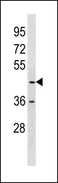 Anti-LMAN2L (C-term) Antibody