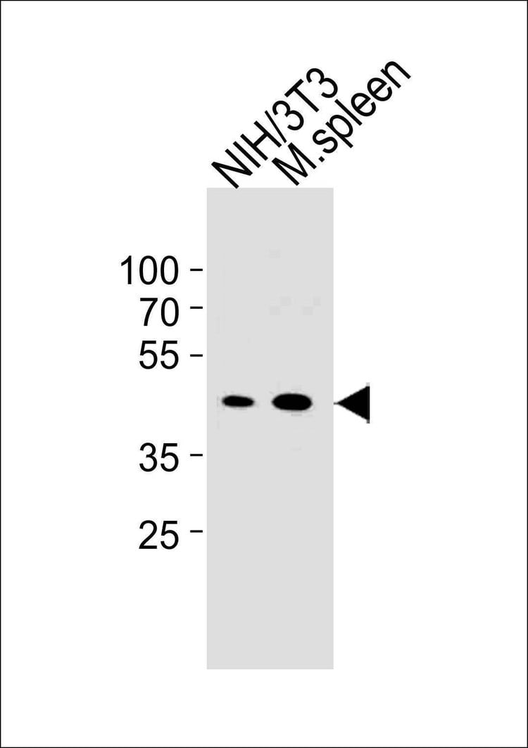 Anti-Mouse M CCNB1 (Center S123/S125) Antibody