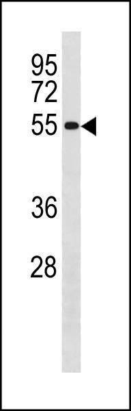 Anti-CCNB1 (Center S126/S128) Antibody