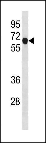 Anti-CCNB1 (C-term T321) Antibody