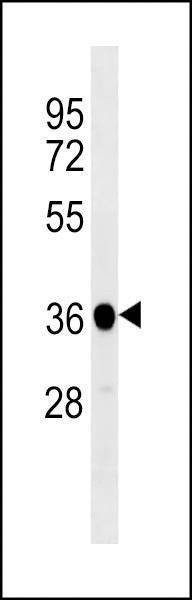Anti-XENLA ppp1cb (C-term) Antibody