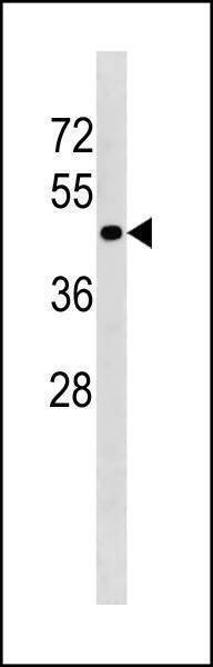 Anti-TGFBR1 (Center) Antibody