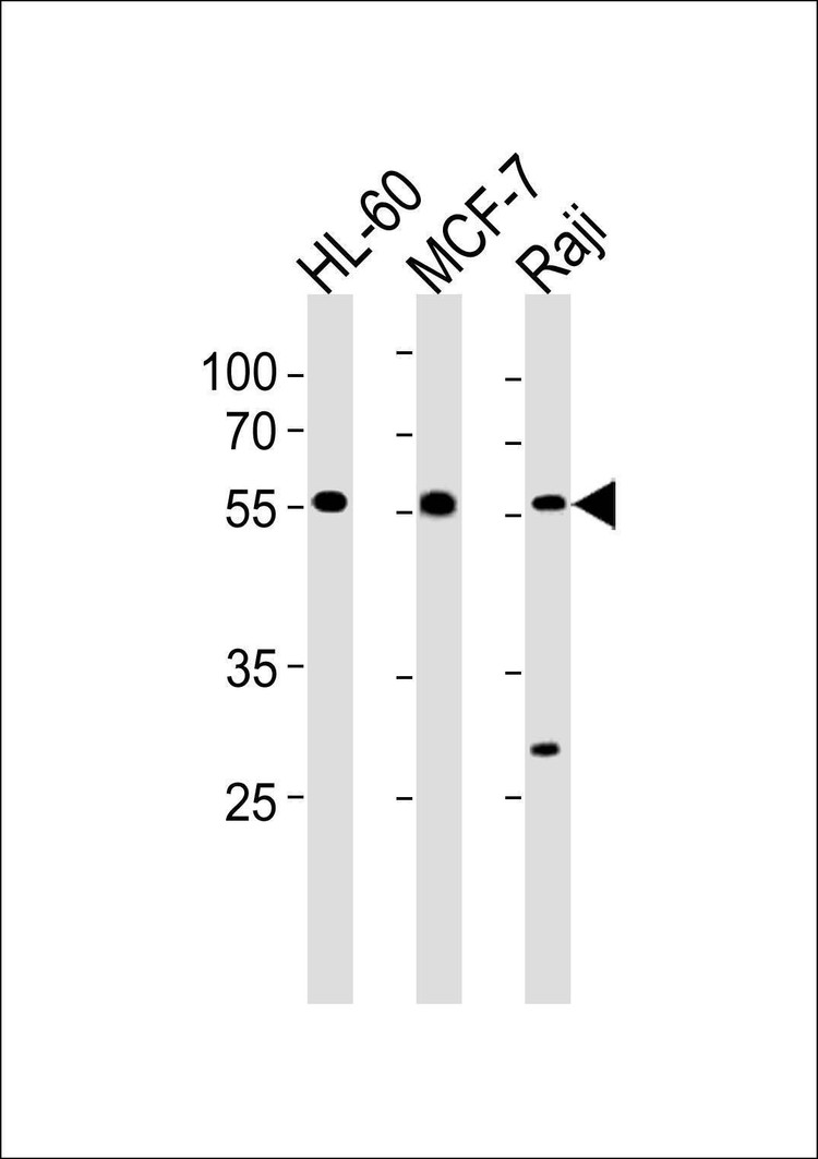 Anti-C16orf71 (Center) Antibody