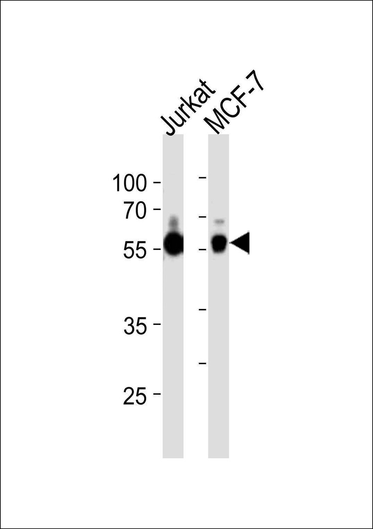 Anti-ZNF434 (Center) Antibody