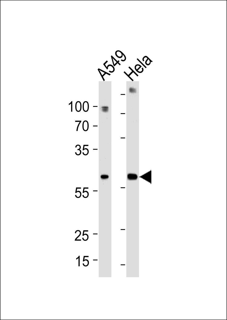 Anti-FAM50A (C-term) Antibody