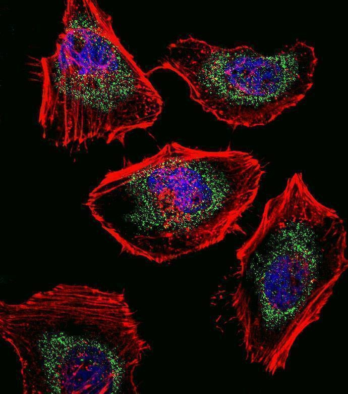 Anti-SOX4 (N-term) Antibody
