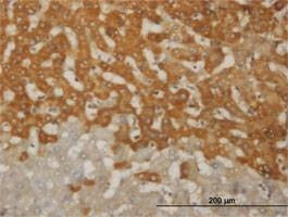 Anti-FOXO1A Antibody