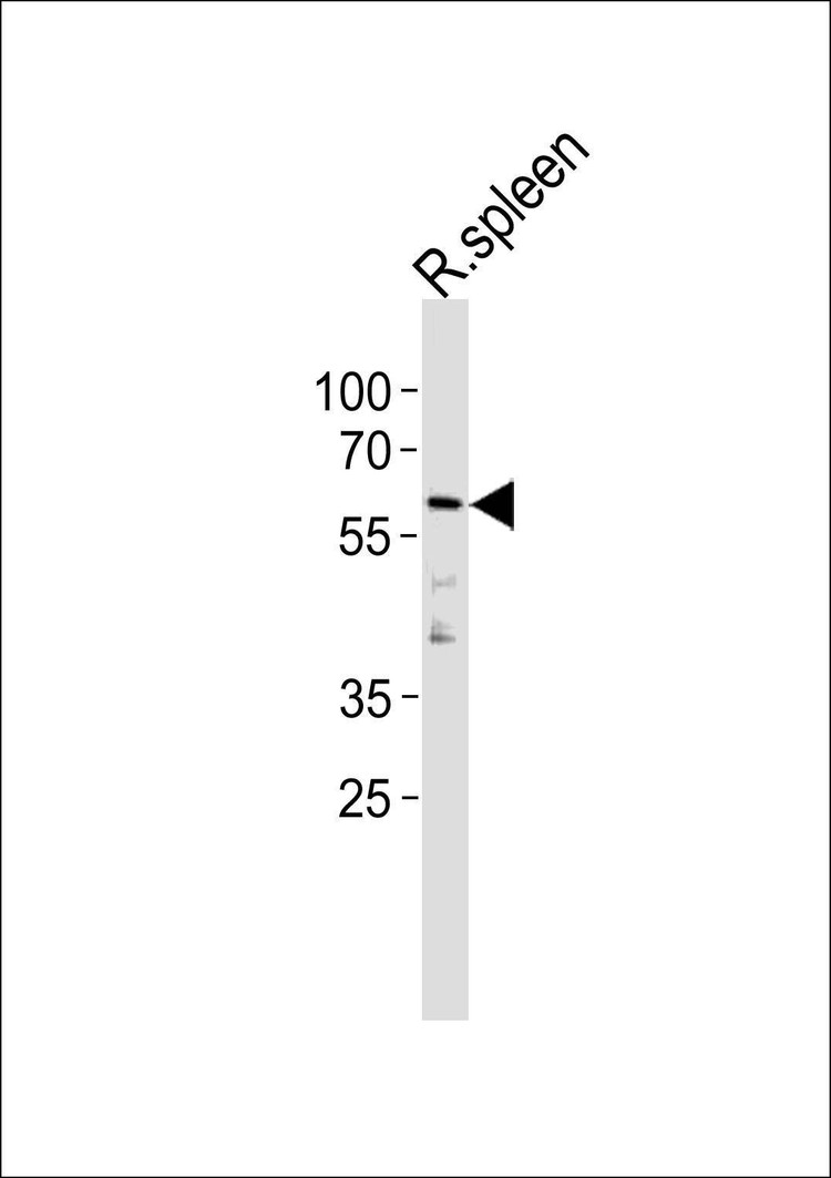 Anti-Rat Ccnl2 (C-term) Antibody