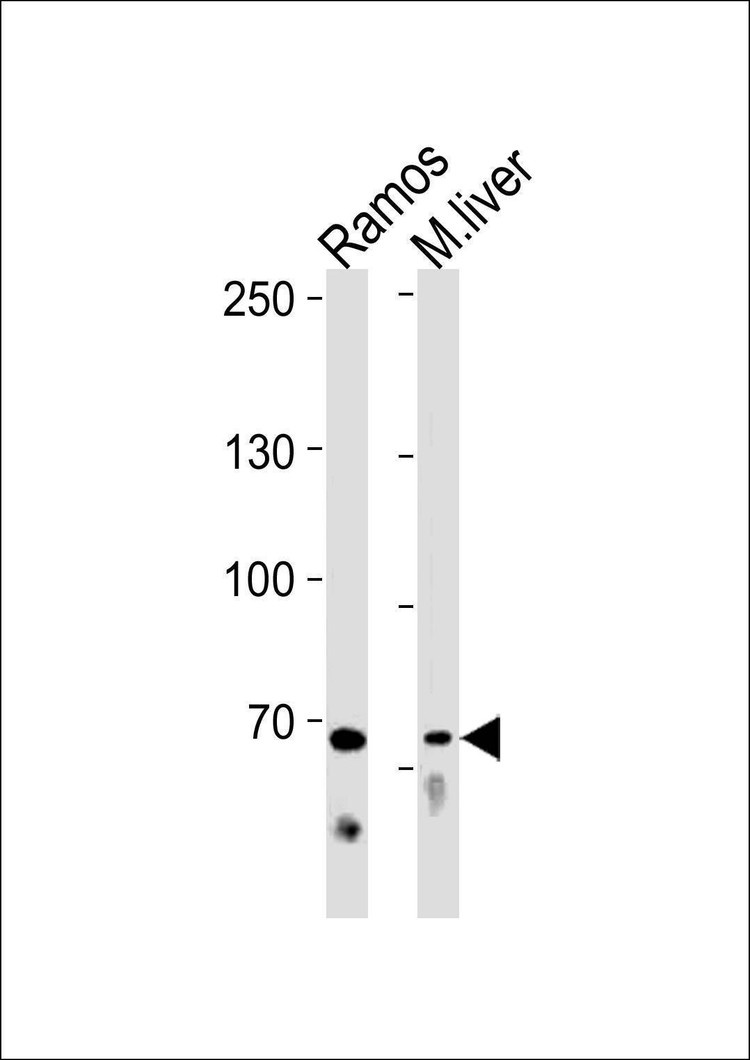 Anti-TICAM1 (N-term) Antibody