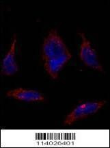 Anti-SOX2 (N-term) Antibody