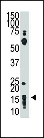 Anti-THY1 (N-term) Antibody
