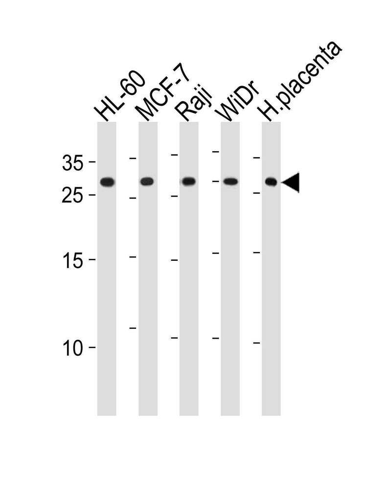 Anti-CLIC1 (Center) Antibody