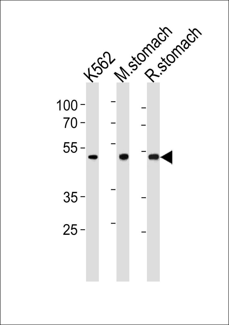 Anti-BLMH (Center) Antibody