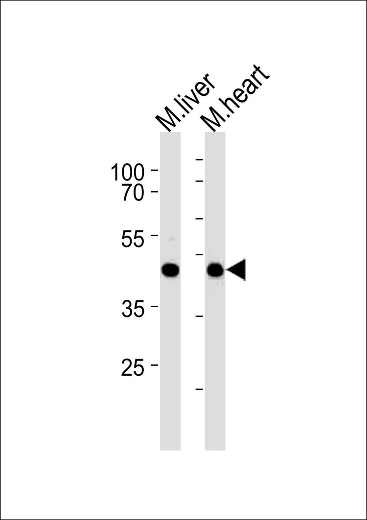 Anti-Mouse M Gpr68 (Center) Antibody