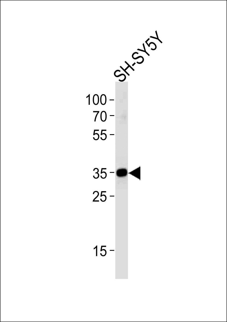 Anti-STX1B (N-term) Antibody