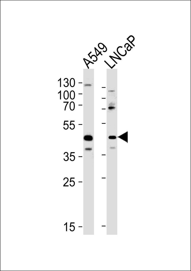 Anti-GGN (Center) Antibody