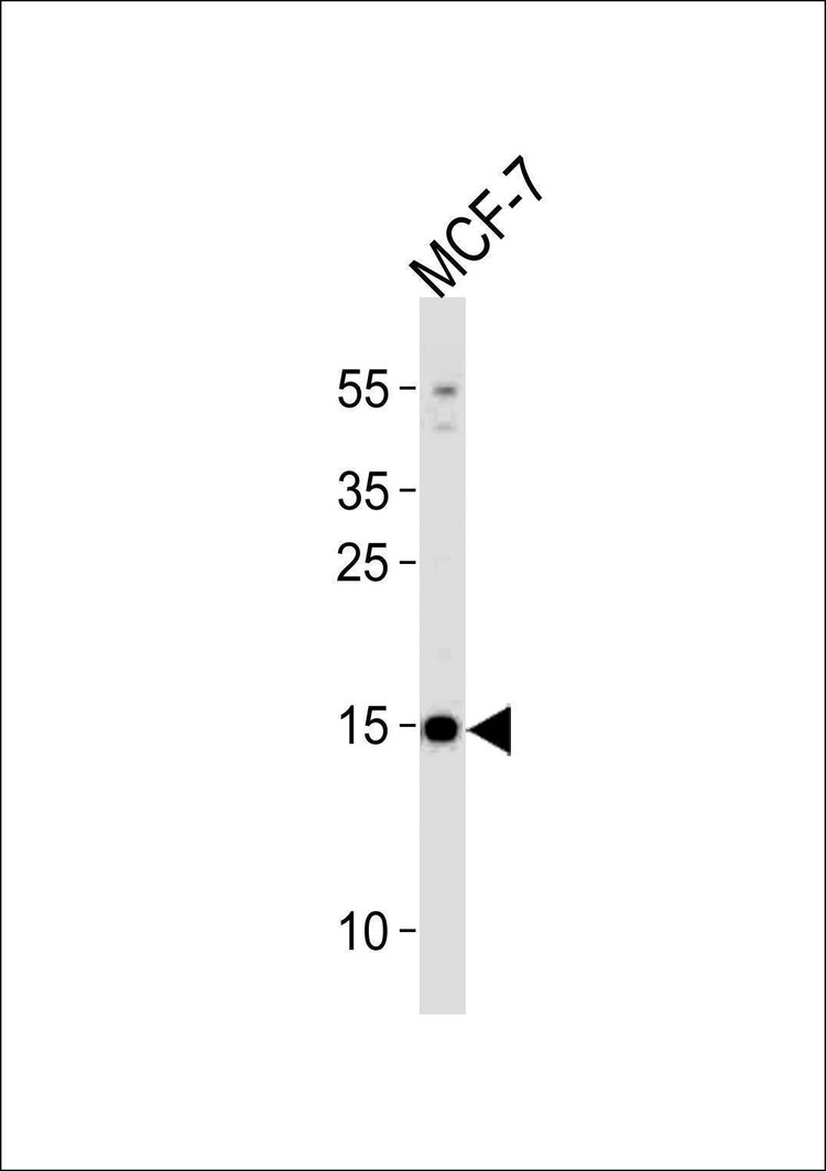 Anti-POLR2J3 (N-term) Antibody