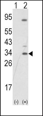 Anti-SNAIL (N-term R8) Antibody