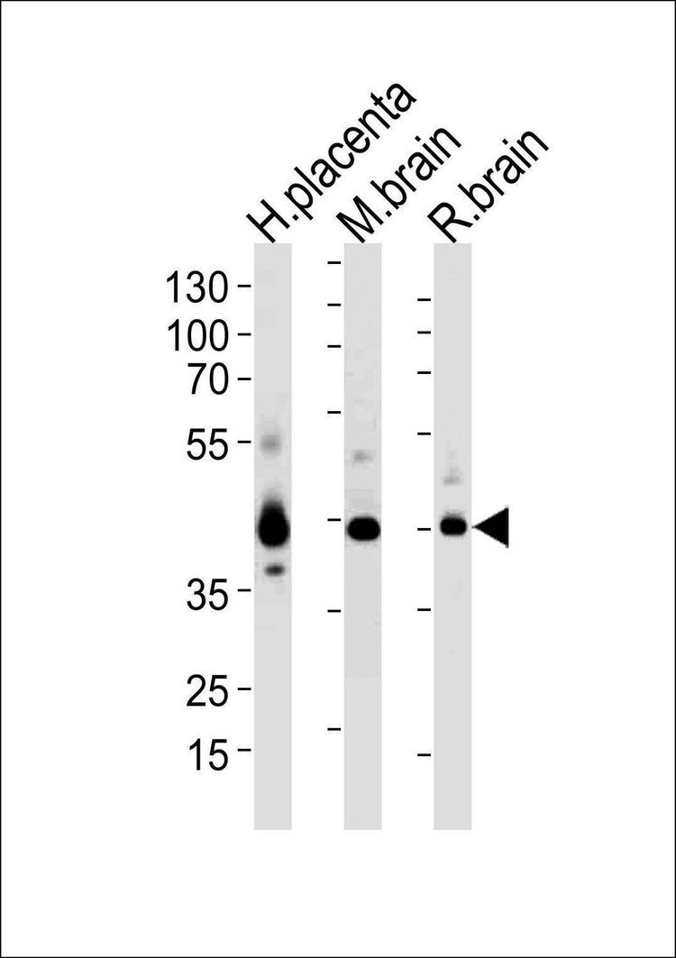 Anti-JAM3 (C-term) Antibody