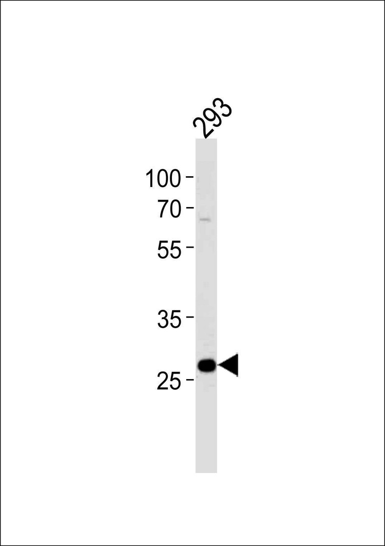Anti-PRB4 (Center) Antibody