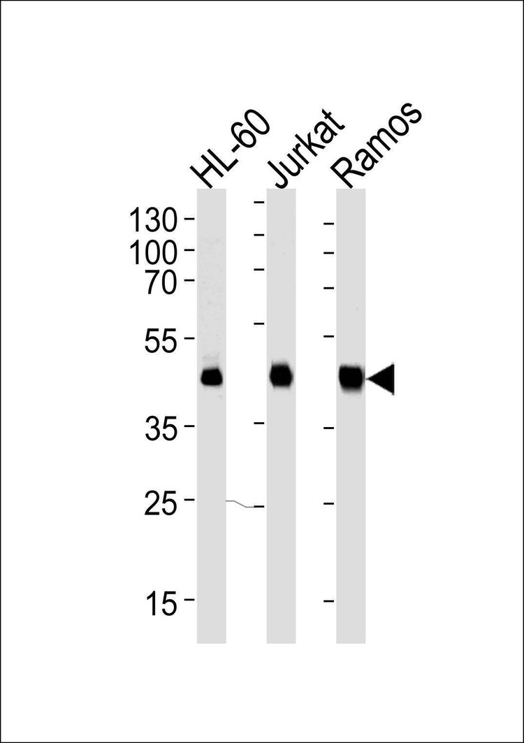 Anti-HLA-B (N-term) Antibody