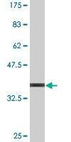 Anti-FUNDC2 Antibody