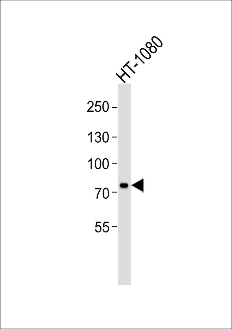 Anti-UIMC1 (C-term) Antibody
