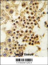 Anti-GDF3 (Center) Antibody