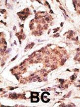 Anti-UCHL1 (C-term) Antibody