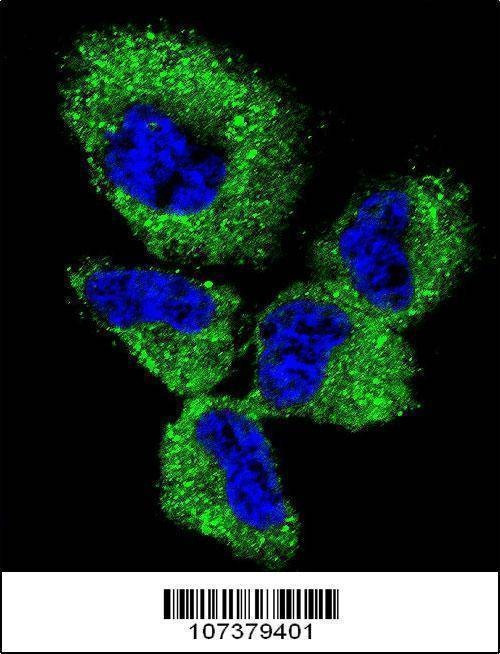 Anti-UCHL1 (C-term) Antibody