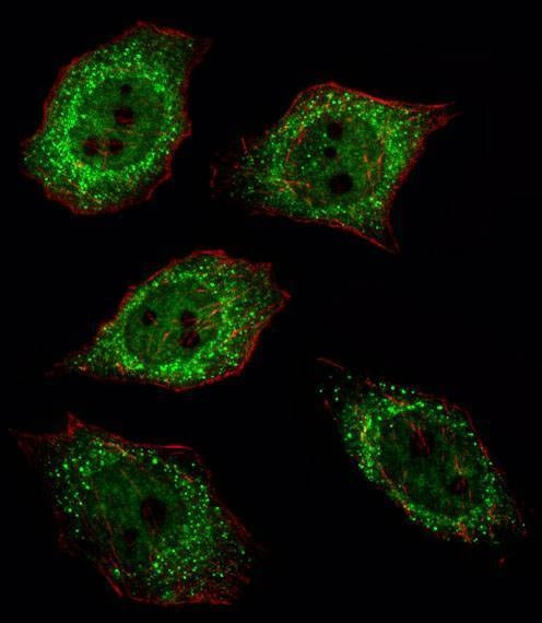 Anti-UCHL1 (C-term) Antibody