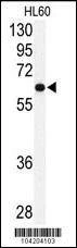 Anti-USP2 (C-term) Antibody