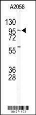 Anti-USP5 (N-term) Antibody