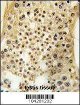 Anti-USP7 (HAUSP) (C-term) Antibody