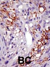 Anti-USP22 (C-term) Antibody