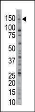 Anti-USP28 (N-term) Antibody