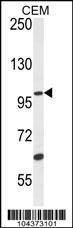 Anti-USP29 (Center) Antibody