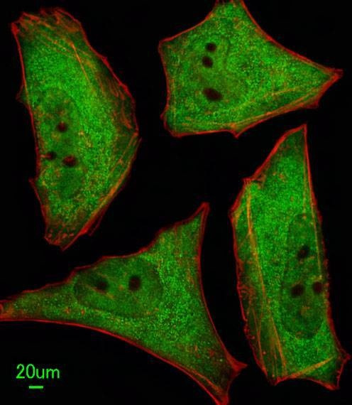 Anti-Ubiquilin1 (Center) Antibody
