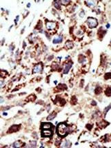 Anti-STAM (C-term) Antibody
