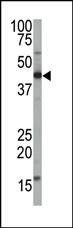 Anti-FNTA (Center) Antibody