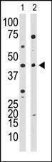 Anti-YY1 (Center) Antibody
