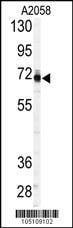 Anti-PAPSS1 (C-term A607) Antibody