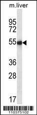 Anti-Ihh (N-term) Antibody