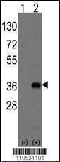 Anti-Msx2 (C-term) Antibody