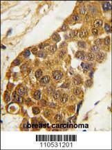 Anti-Msx2 (C-term) Antibody